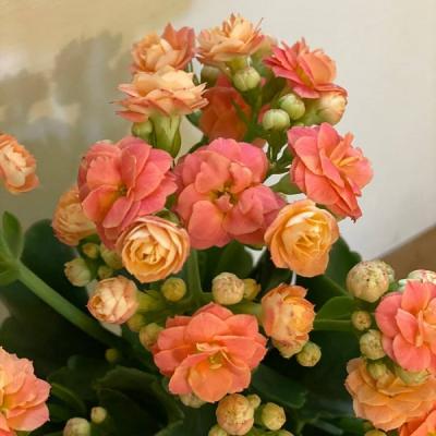 覺茶三昧 | 第三梯次